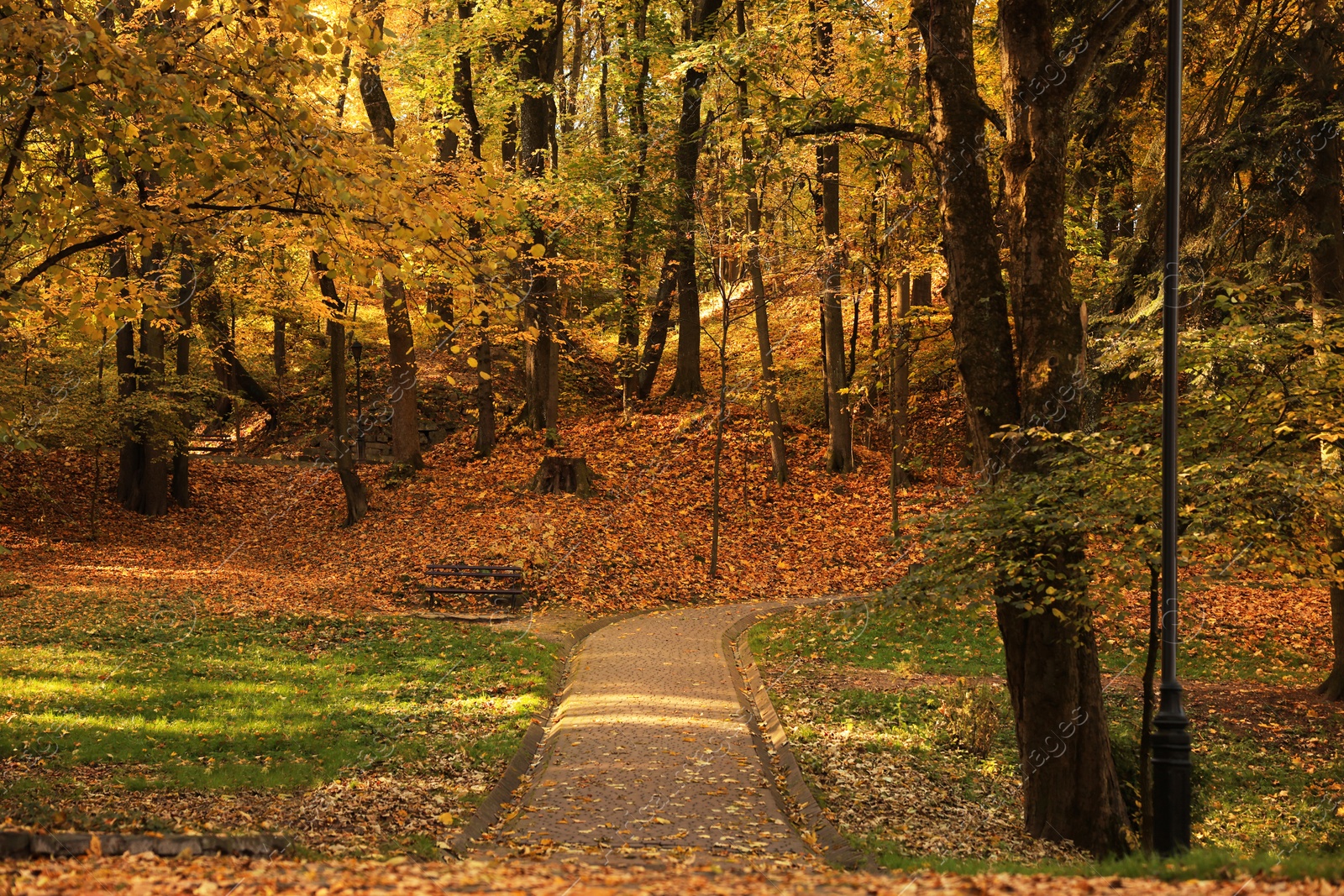 Photo of Beautiful yellowed trees and paved pathway in park