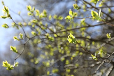 Photo of Closeup view of tree twig with delicate fresh leaves outdoors on sunny day