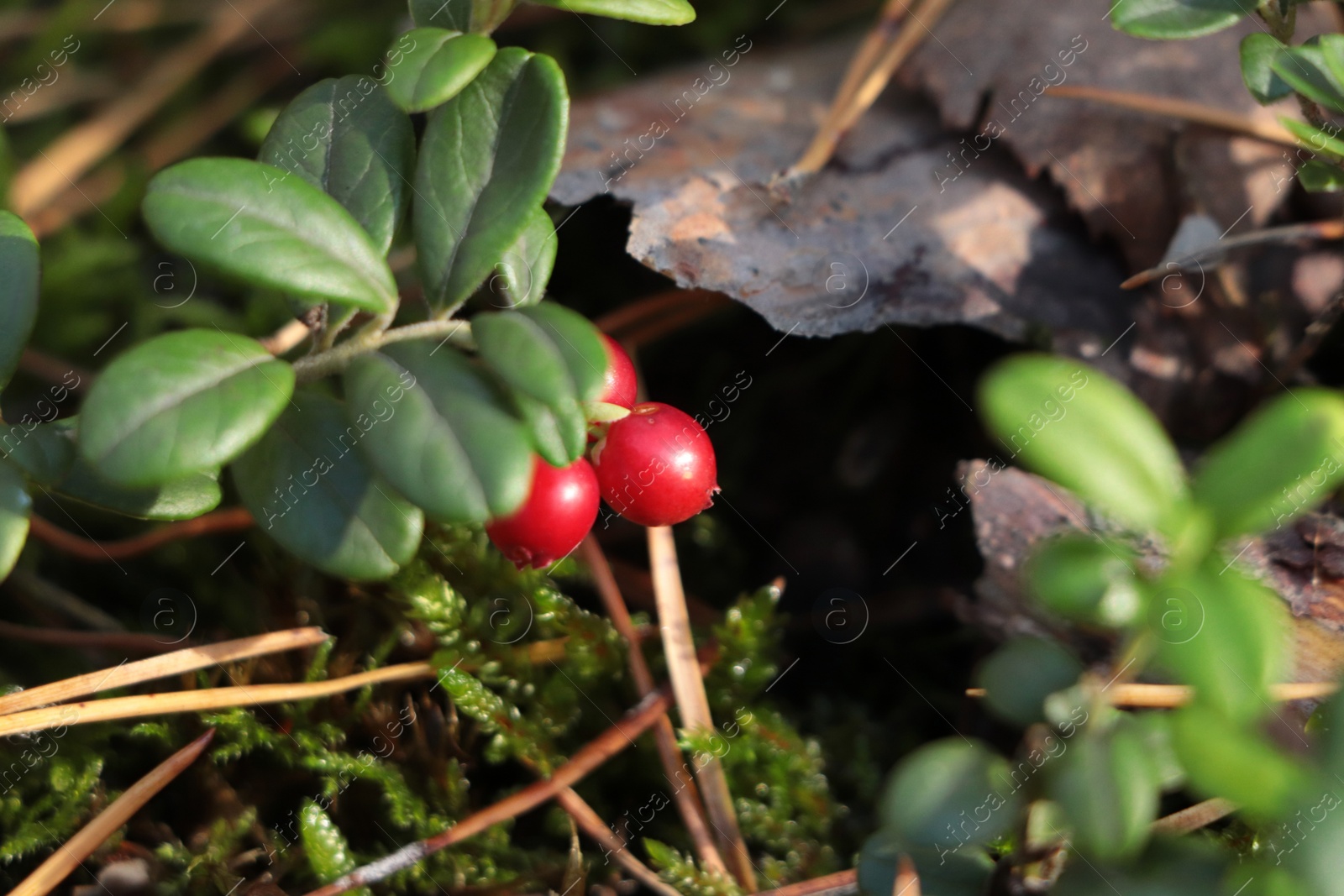 Photo of Tasty ripe lingonberries growing on sprig outdoors