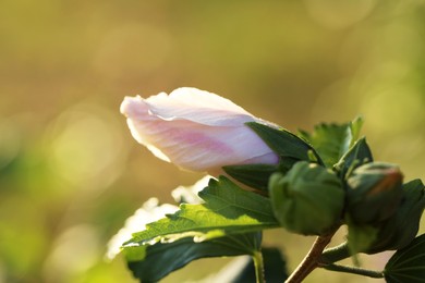 Photo of Beautiful white hibiscus bud growing outdoors, closeup