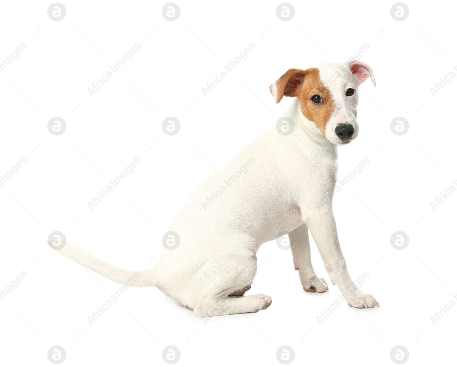 Photo of Cute Jack Russel Terrier on white background. Lovely dog