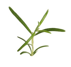 Sprig of fresh rosemary isolated on white