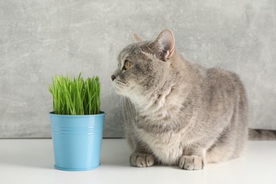 Photo of Cute cat near fresh green grass on white surface