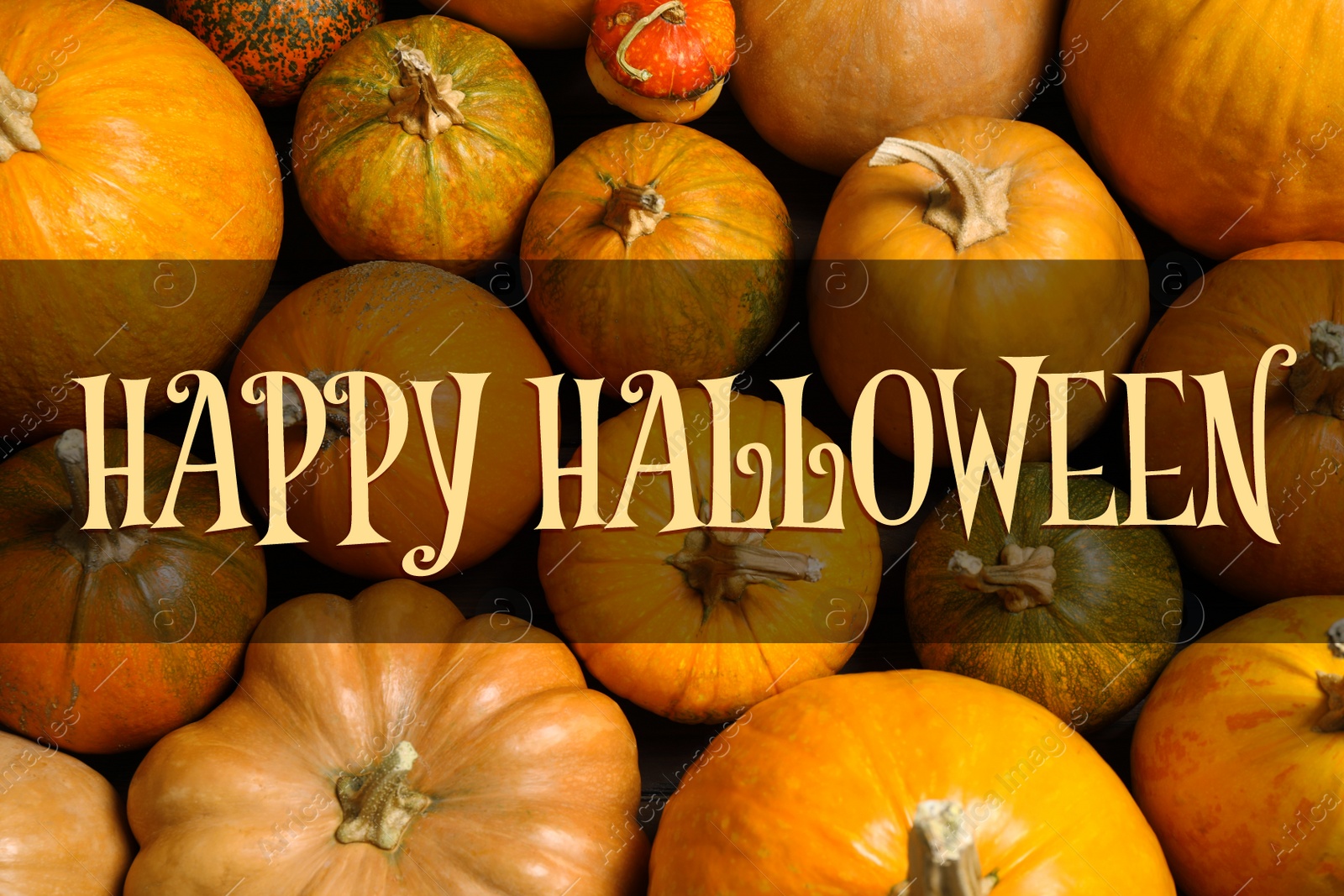 Image of Happy Halloween greeting card design. Many fresh pumpkins, top view