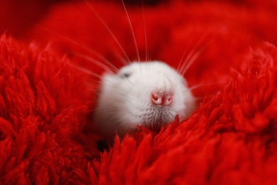 Photo of Cute little rat wrapped in red fluffy blanket