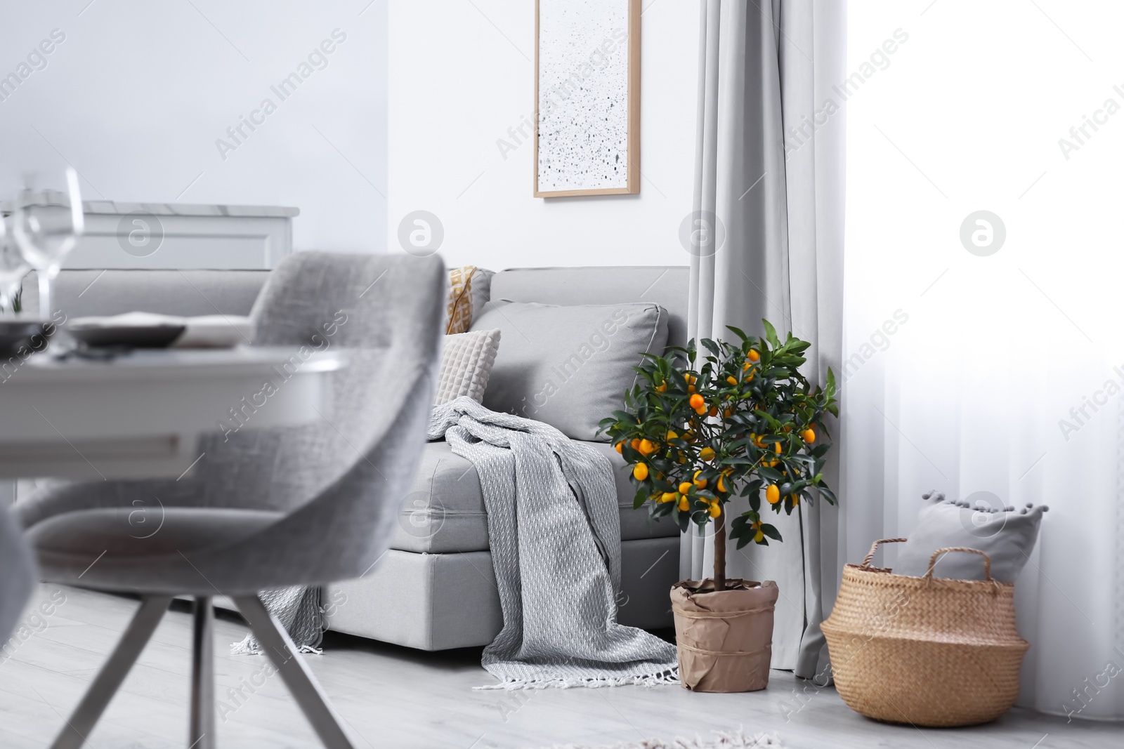 Photo of Potted kumquat tree on floor in living room. Interior design