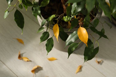 Photo of Houseplant with leaf blight disease indoors, closeup