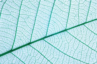 Photo of Closeup view of beautiful decorative skeleton leaf