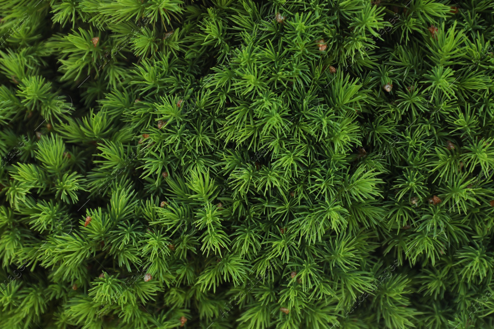 Photo of Beautiful green coniferous tree as background, closeup