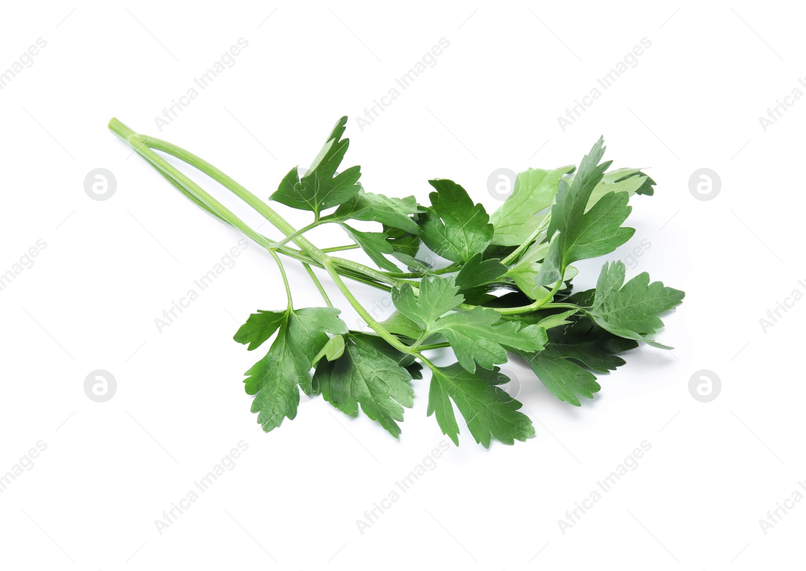 Photo of Fresh green organic parsley on white background