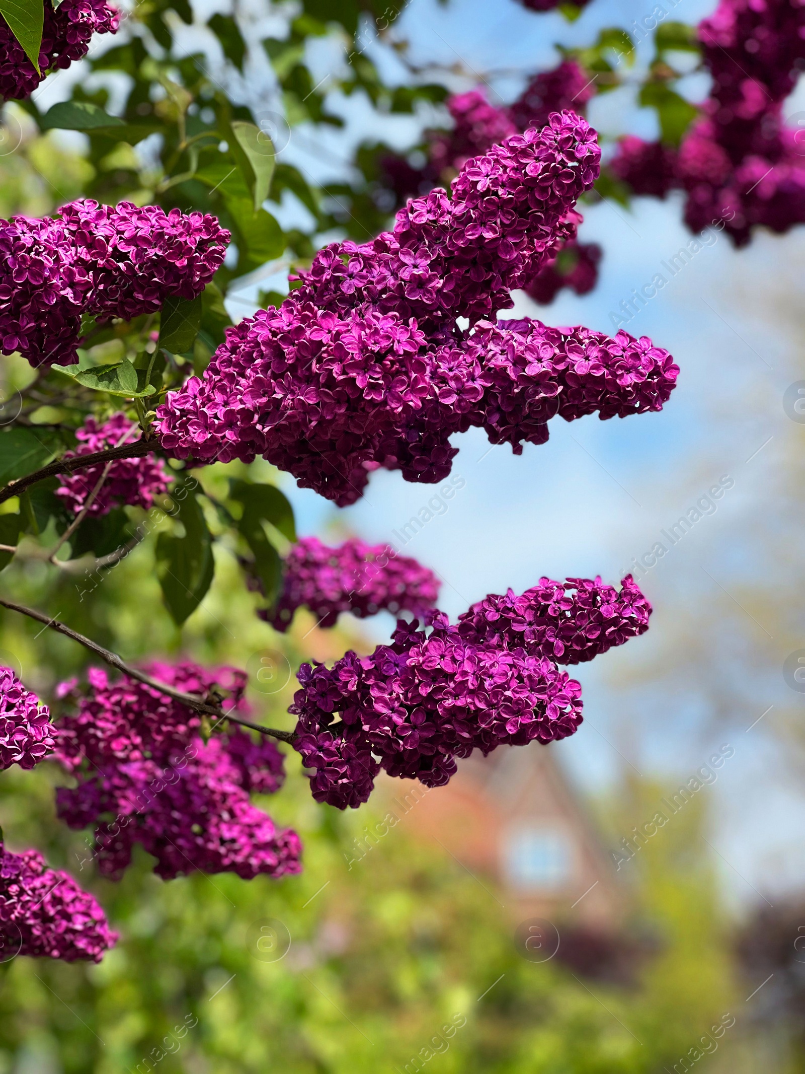 Photo of Beautiful blossoming lilac outdoors, closeup view. Springtime