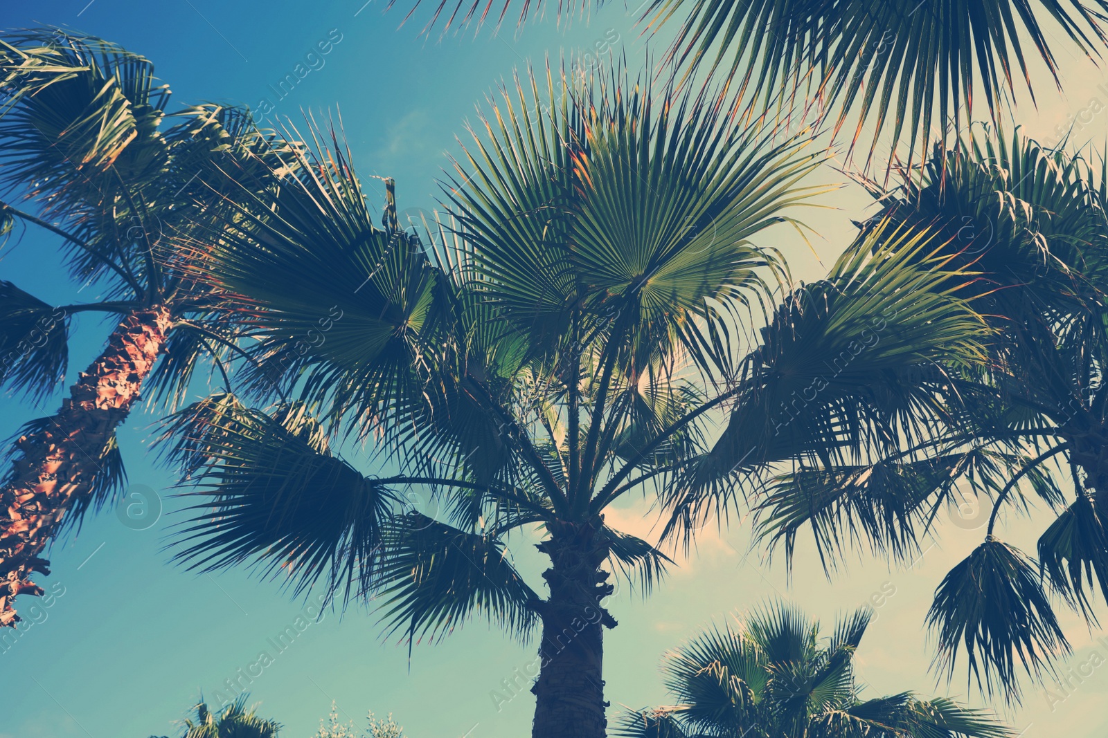 Image of Beautiful view of palm trees outdoors on sunny summer day. Stylized color toning