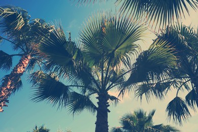 Beautiful view of palm trees outdoors on sunny summer day. Stylized color toning