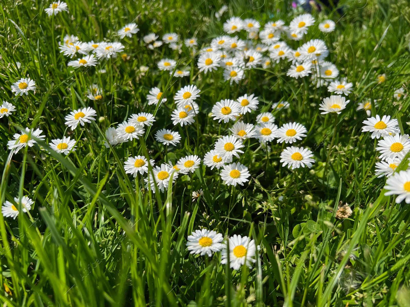 Photo of Beautiful white daisy flowers and green grass growing in meadow