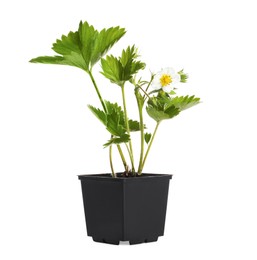 Potted strawberry seedling with leaves and flower isolated on white