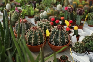 Photo of Many different cacti and succulent plants on table