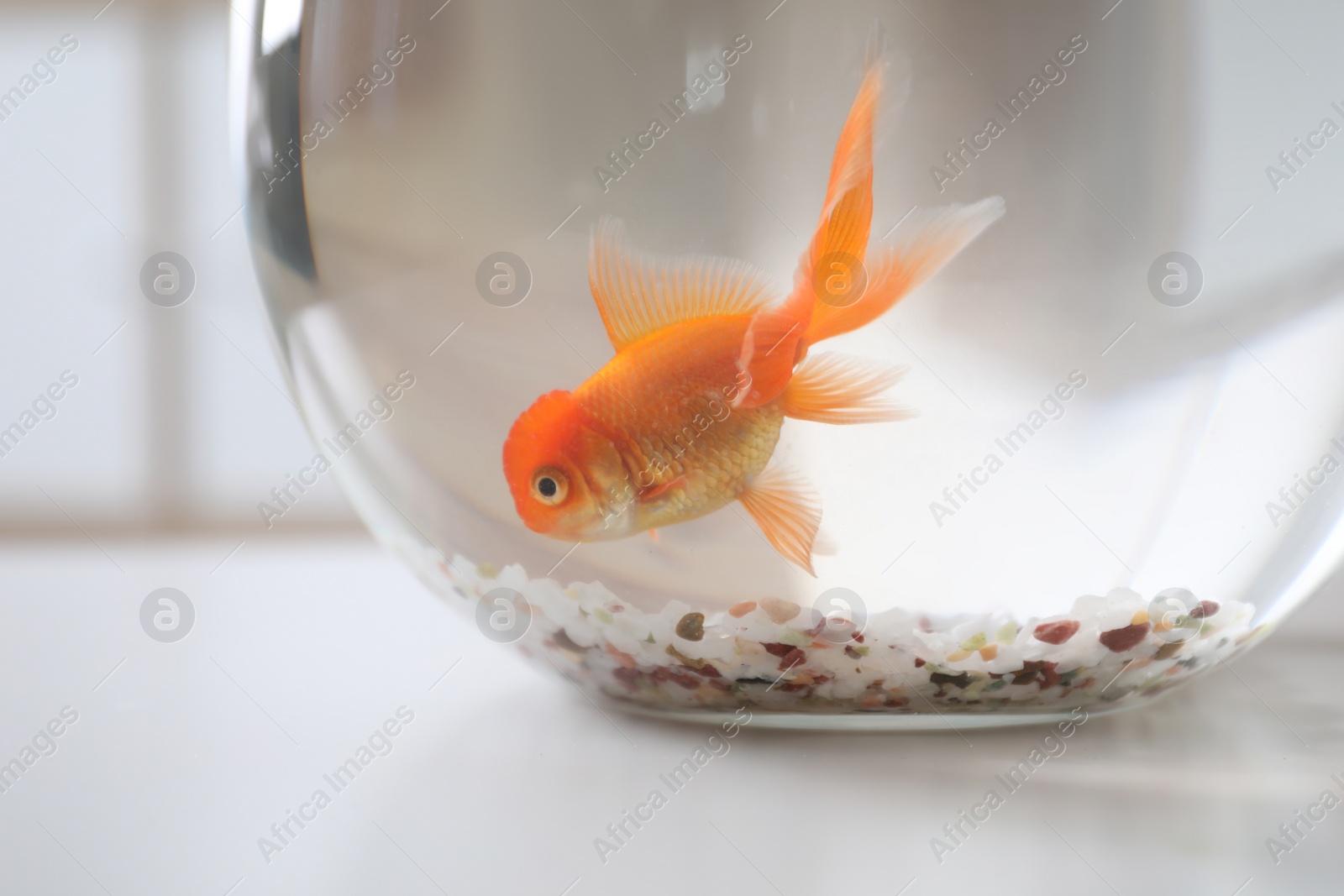 Photo of Beautiful bright goldfish in aquarium on table, closeup