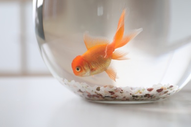 Photo of Beautiful bright goldfish in aquarium on table, closeup