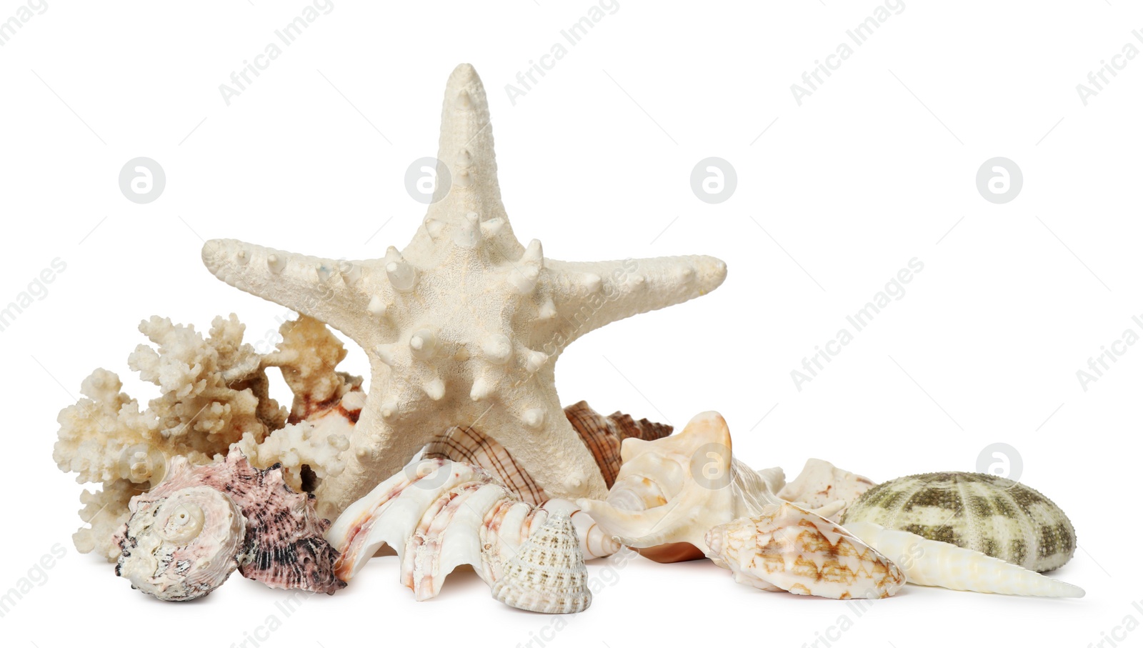 Photo of Beautiful starfish, coral and sea shells on white background