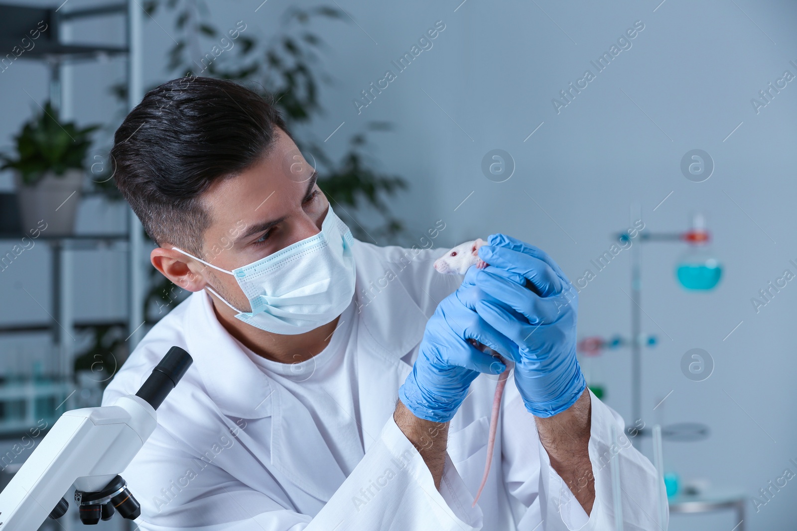 Photo of Scientist with rat in chemical laboratory. Animal testing