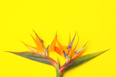 Photo of Beautiful bird of paradise flowers on yellow background. Tropical plant