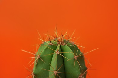 Photo of Beautiful green cactus on orange background, closeup. Tropical plant