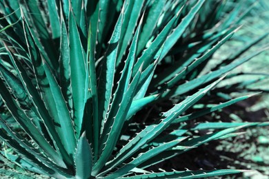 Photo of Closeup view of beautiful Agave plant growing outdoors