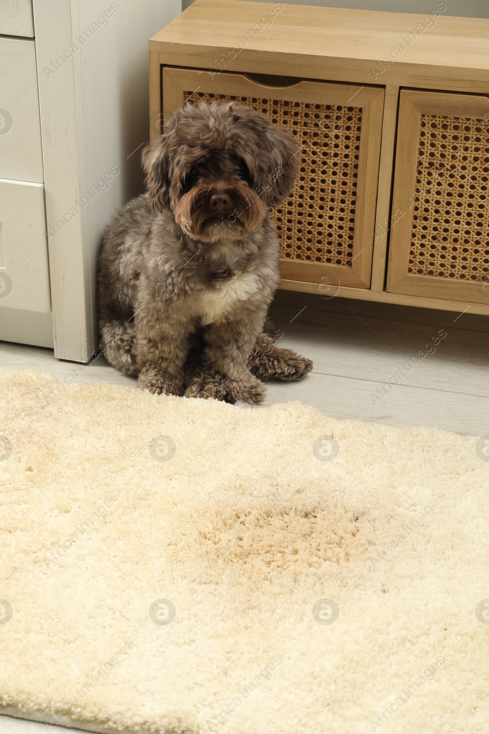 Photo of Cute dog near wet spot on beige carpet at home