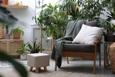 Comfortable armchair and beautiful houseplants in room. Lounge area interior