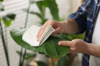 Photo of Man wiping leaves of beautiful potted houseplants with cloth indoors, closeup