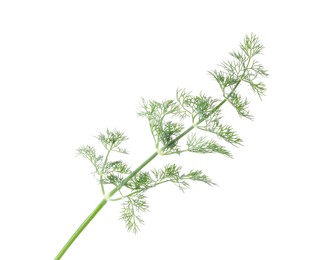 Sprig of fresh dill isolated on white