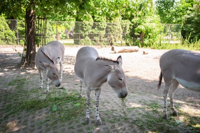 Photo of Somali wild asses in zoo on sunny day