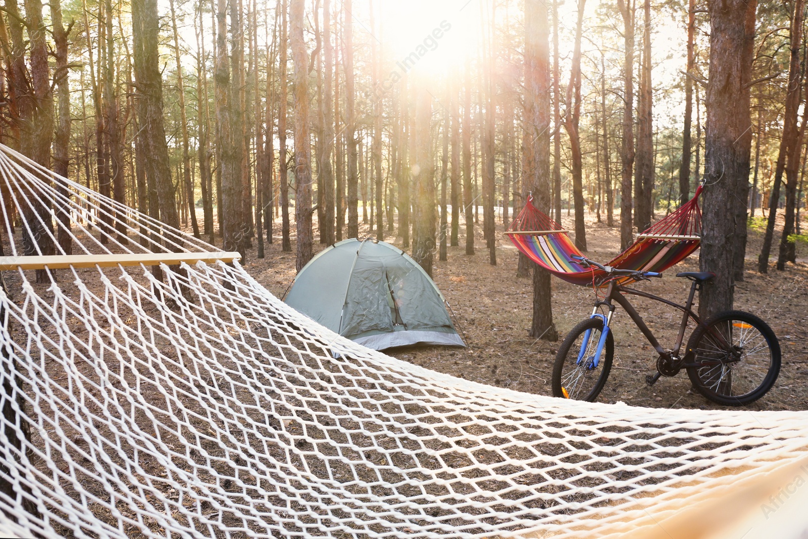 Photo of Empty hammocks, camping tent and bicycle in forest on summer day