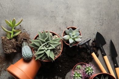 Photo of Home plants, pots and gardening tools on grey background, flat lay. Space for text