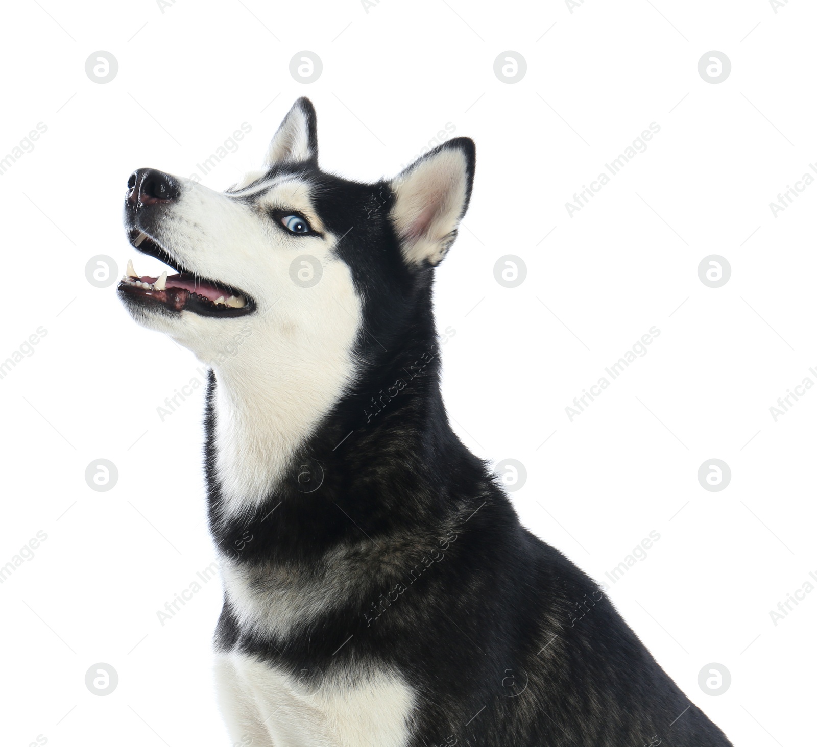 Photo of Cute Siberian Husky dog isolated on white