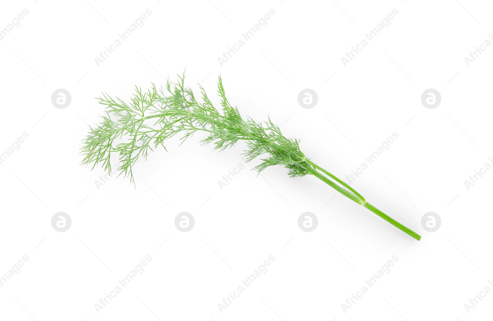 Photo of Sprig of fresh dill isolated on white, top view