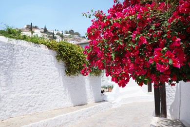 Photo of Beautiful tree with pink flowers on city street, space for text