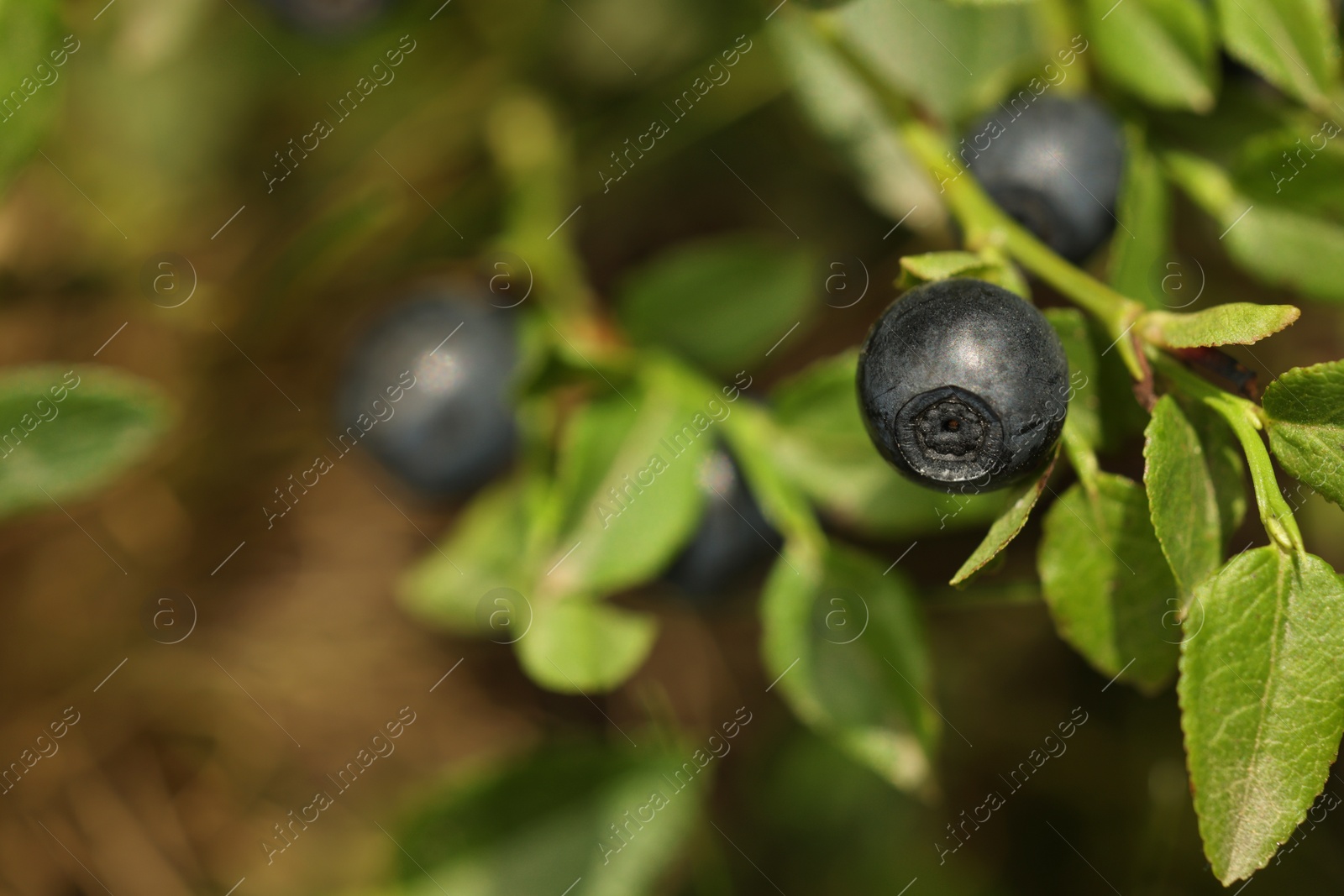 Photo of Ripe bilberry growing in forest, closeup. Space for text