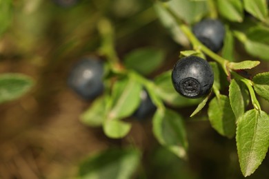 Photo of Ripe bilberry growing in forest, closeup. Space for text