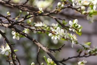 Photo of Spring tree branches with many beautiful flowers outdoors