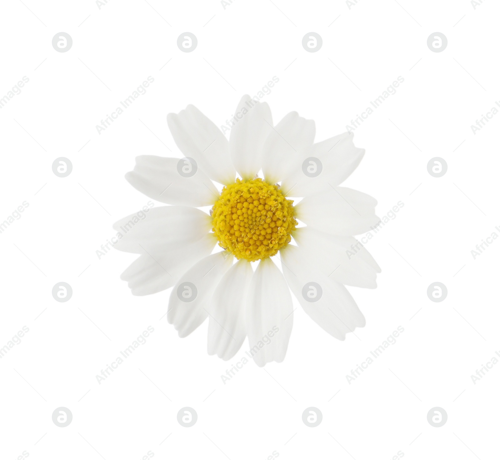 Photo of One beautiful chamomile flower on white background