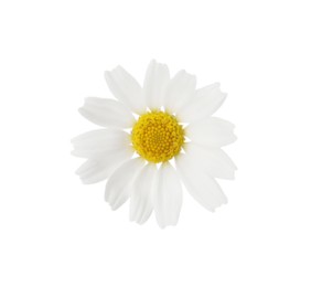 One beautiful chamomile flower on white background
