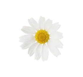 Photo of One beautiful chamomile flower on white background