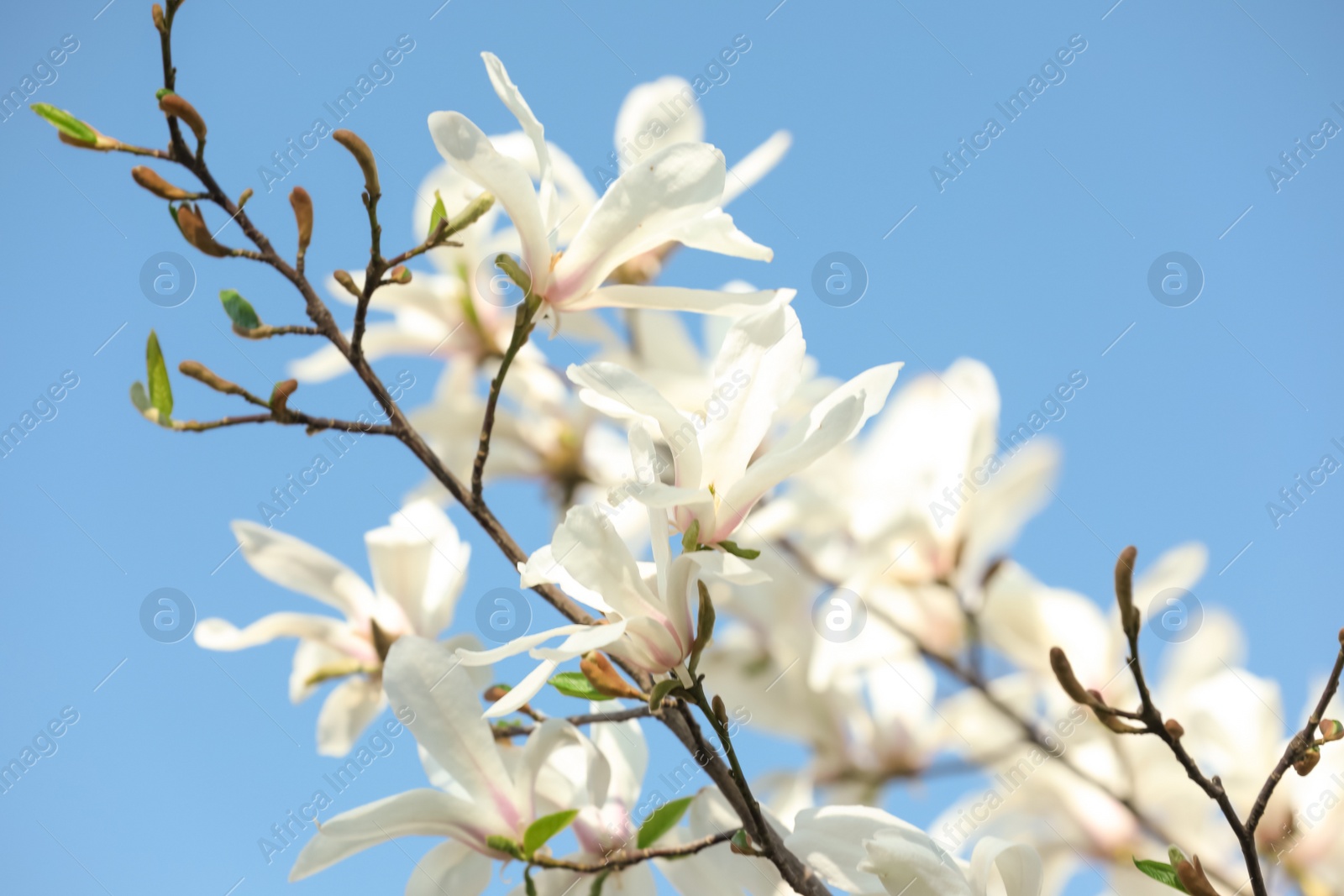 Photo of Beautiful blooming Magnolia tree on sunny day outdoors