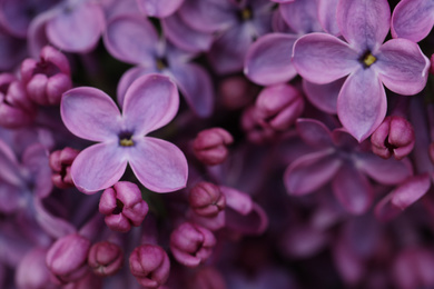 Photo of Closeup view of beautiful blossoming lilac as background