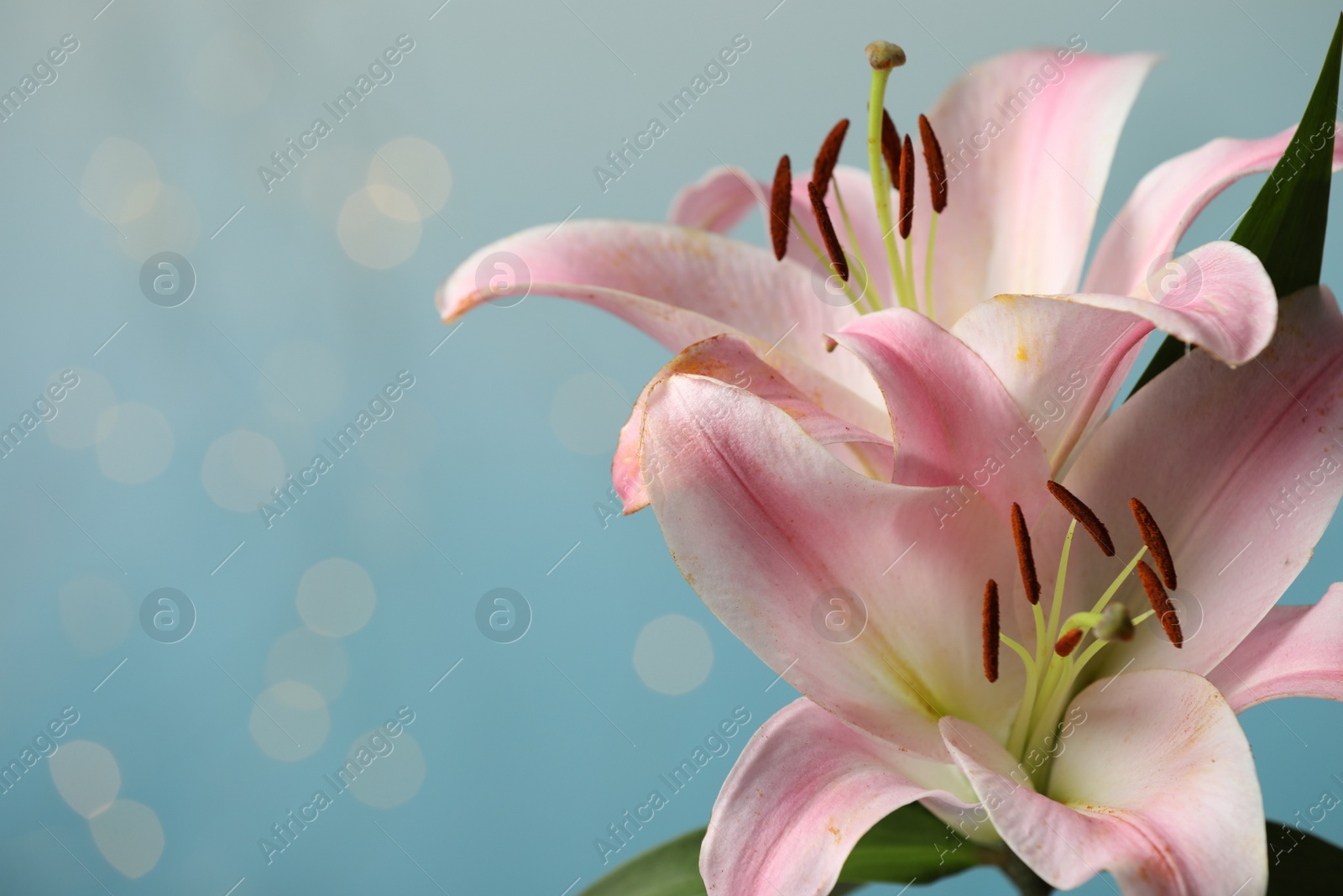 Photo of Beautiful pink lily flowers against blurred lights, closeup. Space for text