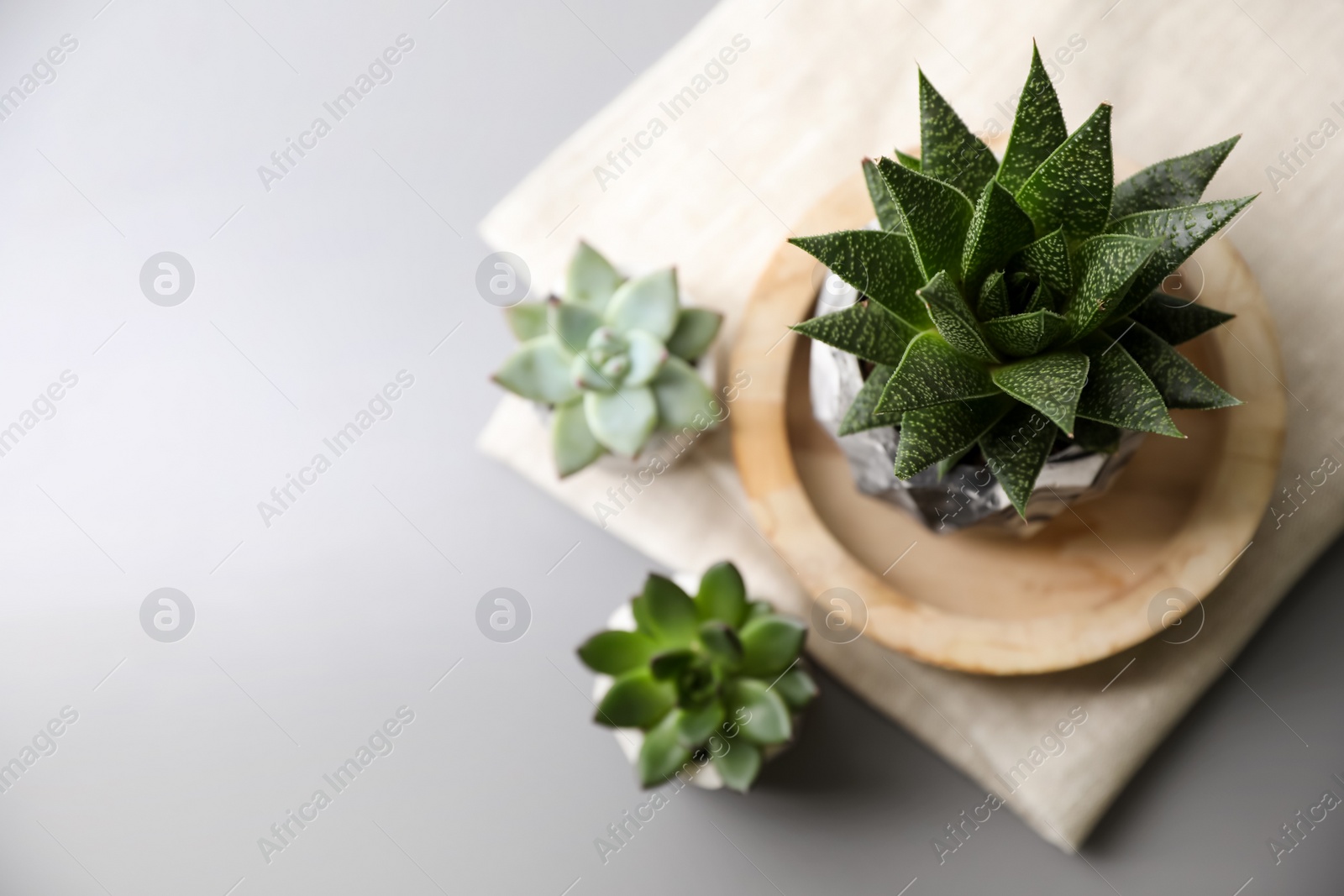 Photo of Beautiful succulents on light grey table, flat lay