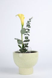 Stylish ikebana as house decor. Beautiful fresh calla flower and eucalyptus branch on white background