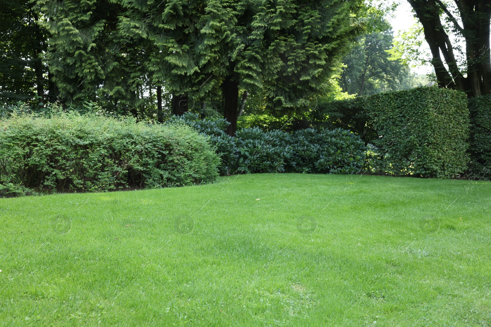 Photo of Beautiful lawn with green grass on sunny day