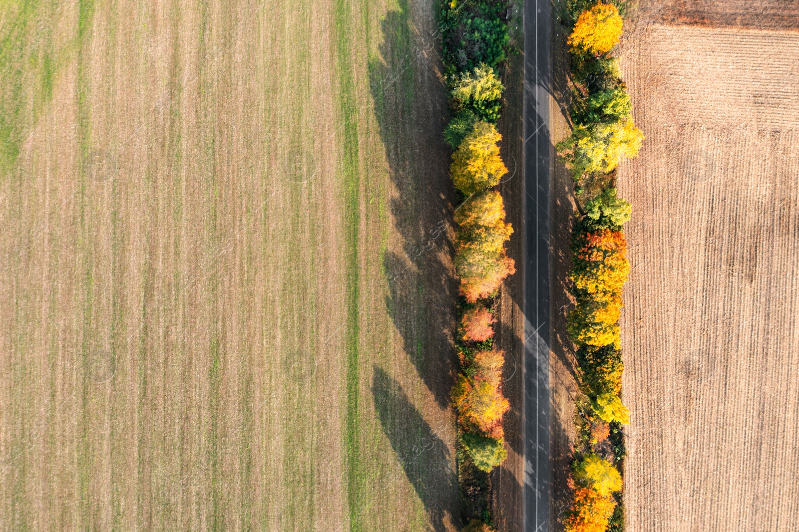 Image of Aerial view of country road surrounded by trees and agricultural fields on autumn day